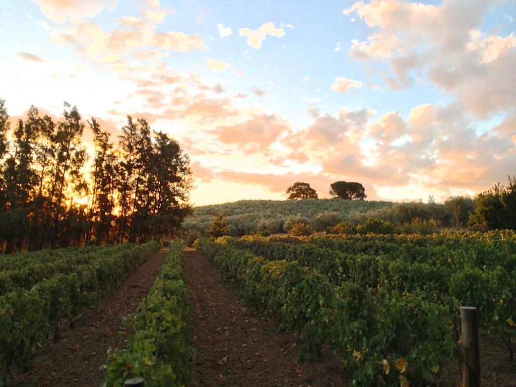 Calais Wine Estate Guest House Paarl Ngoại thất bức ảnh